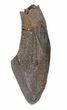 Hadrosaur Tooth (Lambeosaurus?) - Two Medicine Formation #43216-1